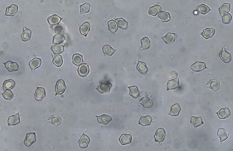 Entoloma allospermum spory